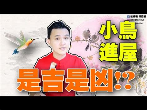 麻雀預兆|【家裡飛進麻雀】家裡飛進麻雀！風水大解析，暗示了什麼美好的。